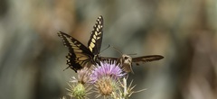 Papilio polyxenes rudkini