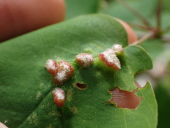 Blaesodiplosis