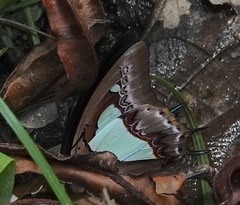 Polyura athamas