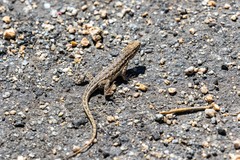 Uta stansburiana elegans