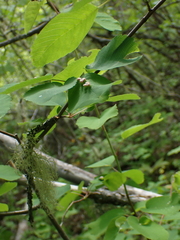 Blaesodiplosis