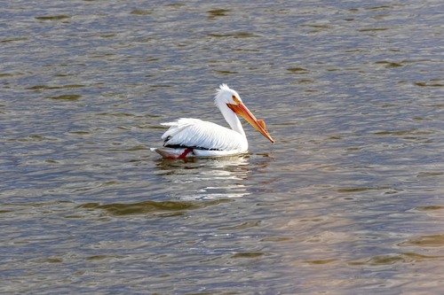American White Pelican photographed in Nevada