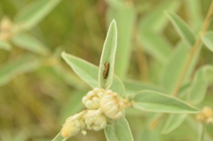 Agrilus lacustris