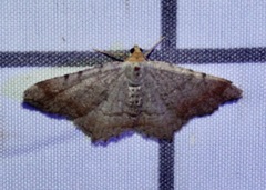 Macaria minorata