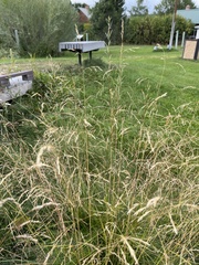 Poa pratensis