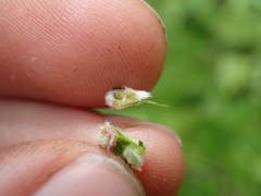 Blaesodiplosis
