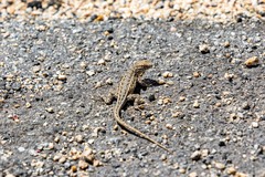 Uta stansburiana elegans