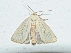 Photedes morrisii
