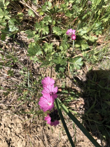 iNaturalist observation photo of checkerbloom