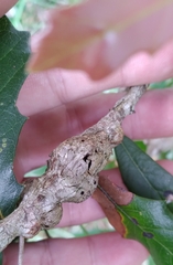 Callirhytis quercusbatatoides