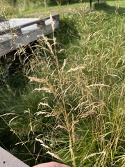 Poa pratensis