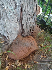 Ganoderma australe