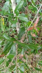 Callirhytis quercusbatatoides