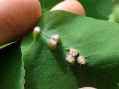 Blaesodiplosis