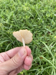 Marasmius vagus