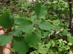 Blaesodiplosis