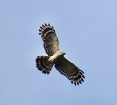 Long-Tailed Honey Buzzard photo 3
