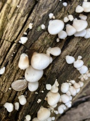 Crepidotus mollis