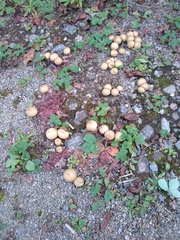 Apioperdon pyriforme