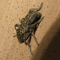 Plectrura spinicauda