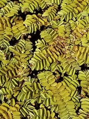 Salvinia natans