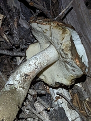 Leccinum manzanitae