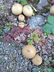 Apioperdon pyriforme