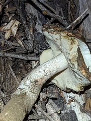 Leccinum manzanitae