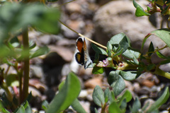 Brephidium exilis exilis