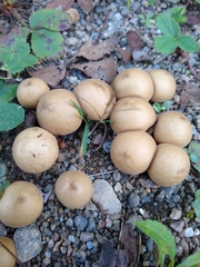 Apioperdon pyriforme