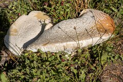 Calvatia booniana