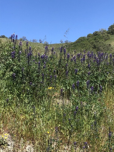 iNaturalist observation photo of arroyo lupine