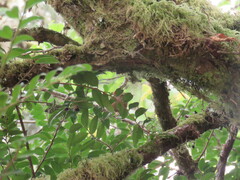 Troglodytes pacificus