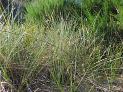 Juncus breweri