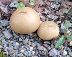 Apioperdon pyriforme