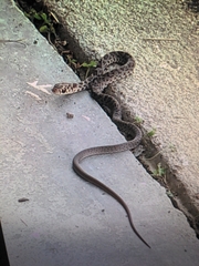 Coluber constrictor priapus