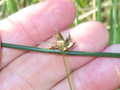 Juncus breweri