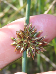 Juncus breweri