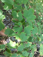 Acer nigrum