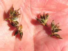 Juncus breweri