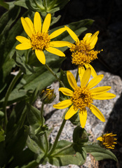 Arnica cordifolia