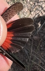 Arphia pseudonietana