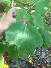 Acer nigrum