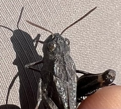 Arphia pseudonietana