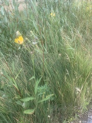 Sonchus arvensis