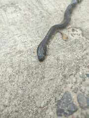 Drymarchon melanurus