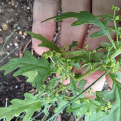 Dysphania graveolens