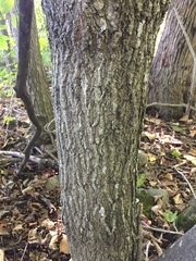 Acer nigrum