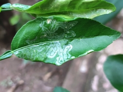 Phyllocnistis citrella