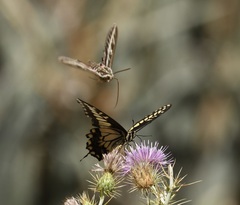 Papilio polyxenes rudkini